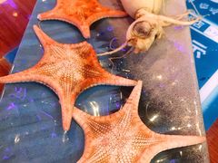 -千岛蚝高压锅生蚝·人参火锅(白云万达店)