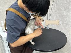 -瑞鹏宠物医院·骨外科·心肾科·肿瘤科(九亭店)