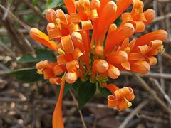 -福田红树林生态公园