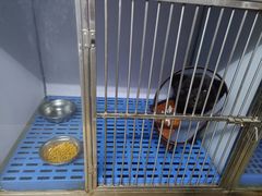 -瑞派旺宝宠物医院·犬猫全科综合·尿道专科(莲兴院)