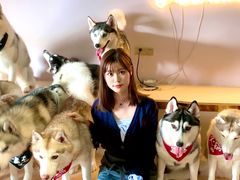 -Husky Go! 哈士奇体验馆·宠物咖啡厅狗咖