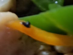 -白玉兰小吃(新村路店)