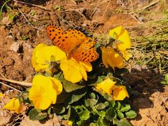 -武汉紫薇都市田园