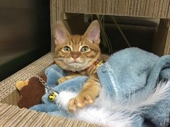 -芭比堂宠物医院·全科爱猫医院·仁德分院