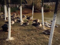 -艾溪湖湿地公园