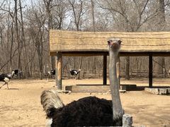 -秦皇岛野生动物园