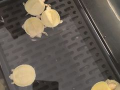 -灵龟之家百象馆(百象馆联合旗舰店)