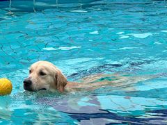 -趣玩宠物乐园寄养训犬训狗游泳池