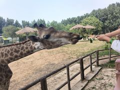 -北京野生动物园