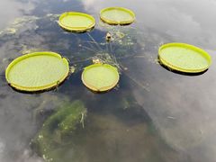 -荷塘月色湿地公园·向阳花洲