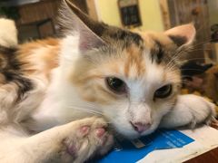 -猫色咖啡·猫咖