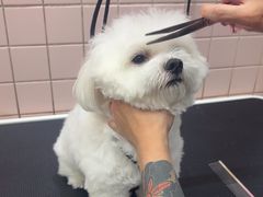 -FAELING PETS美天灵宠物(富力广场店)