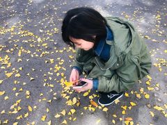 -三里屯东五街银杏大道