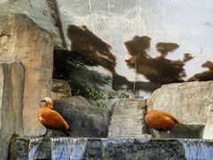 -上海野生动物园
