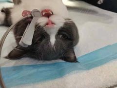 -关爱宠物医院·猫科中心·消化科(滨湖万达分院)