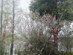 -金鸡湖桃花岛