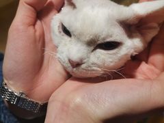 -猫腻·猫咖·撸猫馆(星光大道店)