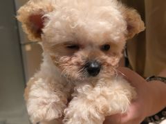 -帕帕拉兹宠物(亚洲旗舰店)