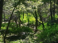 -鲁山国家森林公园