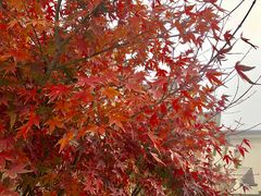 -田园东方蜜桃村的田野营地