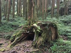 -阿里山神木遗迹