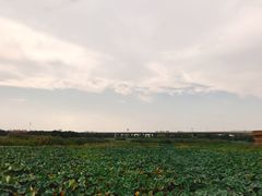 -荷塘月色湿地公园·向阳花洲