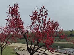 -洨河生态公园