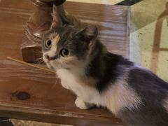 -猫色咖啡·猫咖