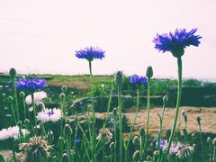 -Cafe Aewol Monsant