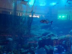 -迪拜水族馆及水下动物园