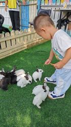 -萌宠亲子动物乐园(槐房万达店)