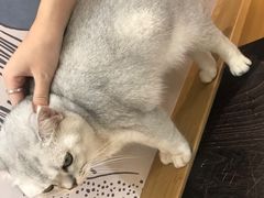 -滚猫咖啡·猫咖·猫友好撸猫(未来城店)
