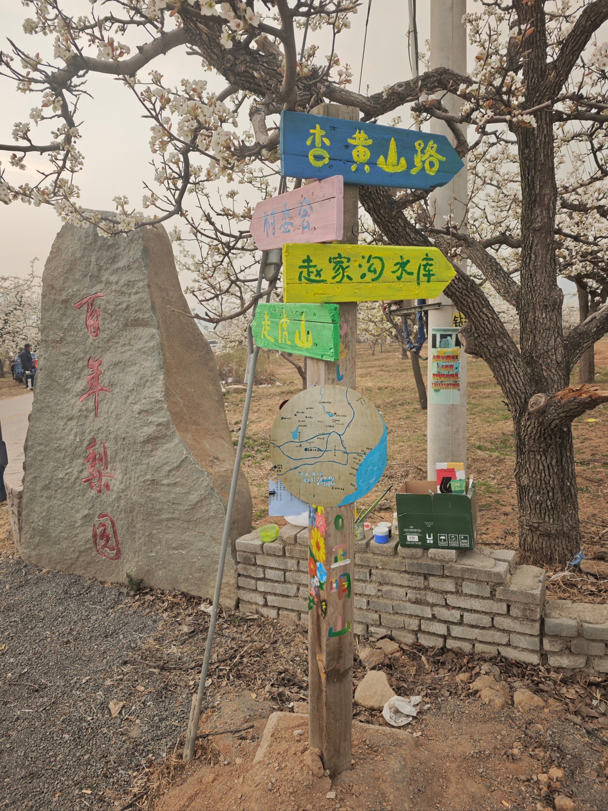 梨花盛开 邀你而来 正明山梨花节