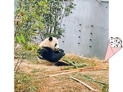 -成都大熊猫繁育研究基地