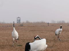 -盐城丹顶鹤湿地生态旅游区