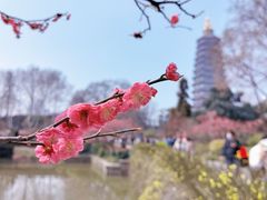 -红梅公园