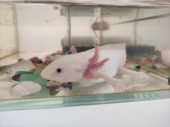 -喵宠乐园·撸猫互动·猫舍