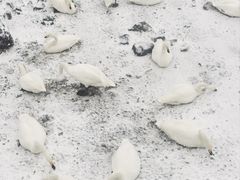 -烟墩角天鹅湖