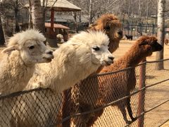 -大连森林动物园