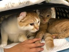-萌兽医馆·犬猫专科·眼科中心·宠物医院(朝阳门分院)