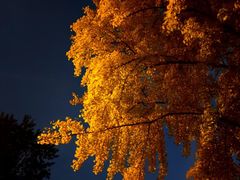 -三里屯东五街银杏大道