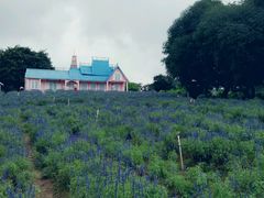 -松山湖梦幻百花洲