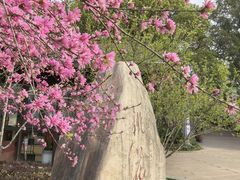-金鸡湖桃花岛