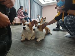 -浣熊柯尔鸭土拨鼠·电玩咖
