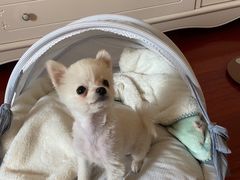 -天使宠物医院·犬猫分诊(彩虹店)