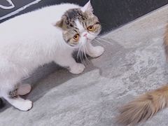 -瞄一喵猫咖(格力海岸店)