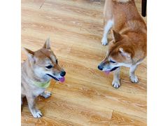 -柴犬高等学院·狗咖·柴犬售卖·宠物训练