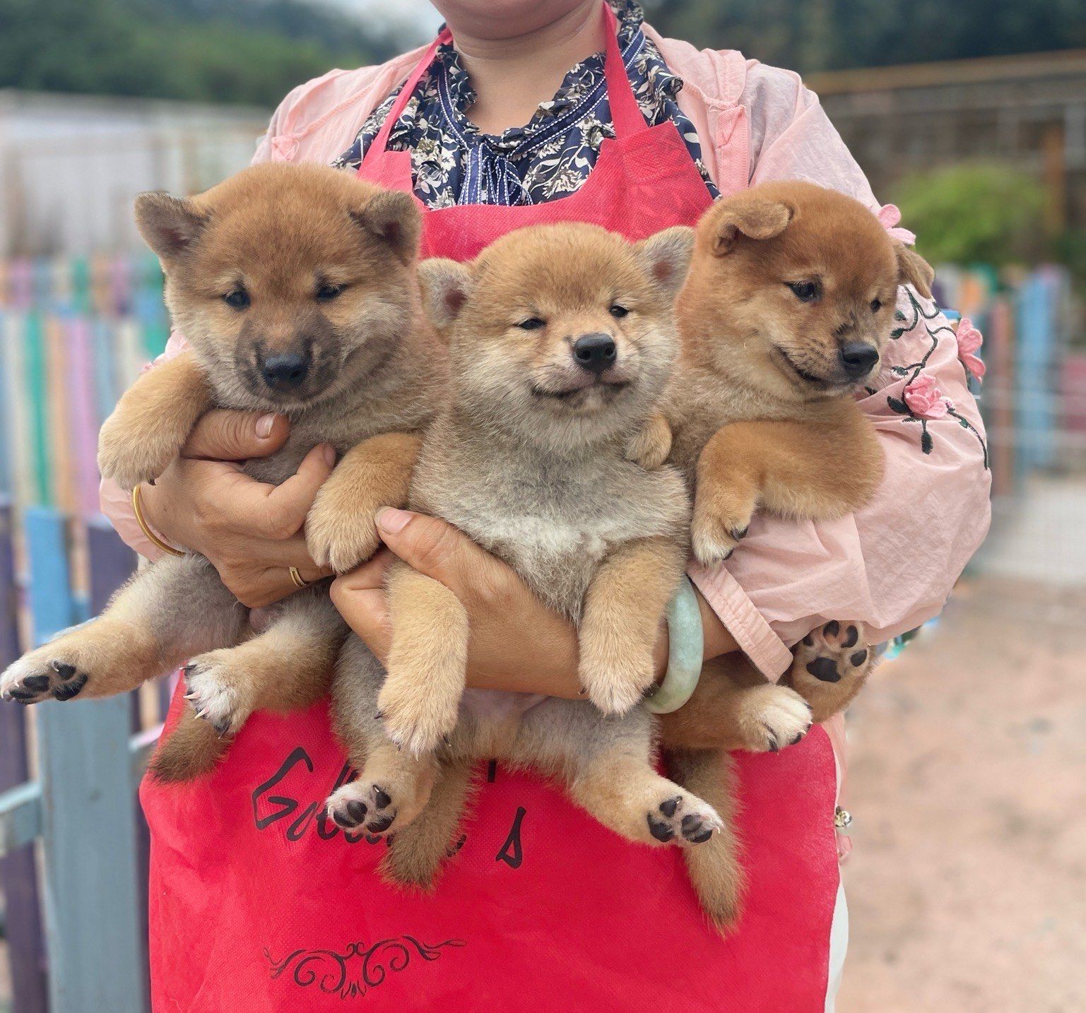 [加油][加油]柴犬金毛幼犬真的太可爱了吧[色][色][色][色]