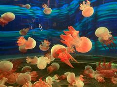 -顺德南宏海立方海洋公园
