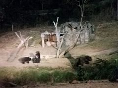 -清迈夜间动物园